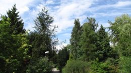 Arboretum Greifswald