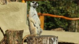 Erdmännchengehege im Tierpark von Greifswald