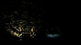 Sommernachtsklänge im Arboretum